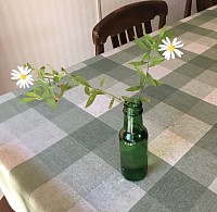生花はカジュアルが良い。高価な花瓶や年代物のツボなんか、野草、雑草に似合わない。