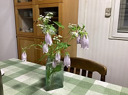 ホタルブクロとスペイン雑貨店で買った花瓶。スペイン陶器は安い割りに面白いので好き