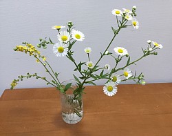 ヒメジョンと、ただのコップ