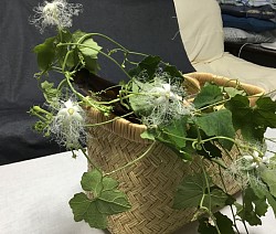 カラスウリの花と買い物かご