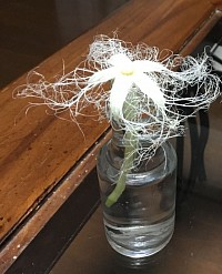 カラスウリの花