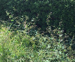 ヌスビトハギ      ひっつき虫の第２位。