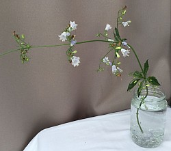 ツリガネニンジン